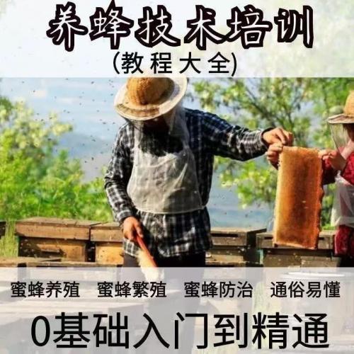 养蜂技术教程蜜蜂养殖大全蜂王中蜂饲养学习入门视频素材素材素材