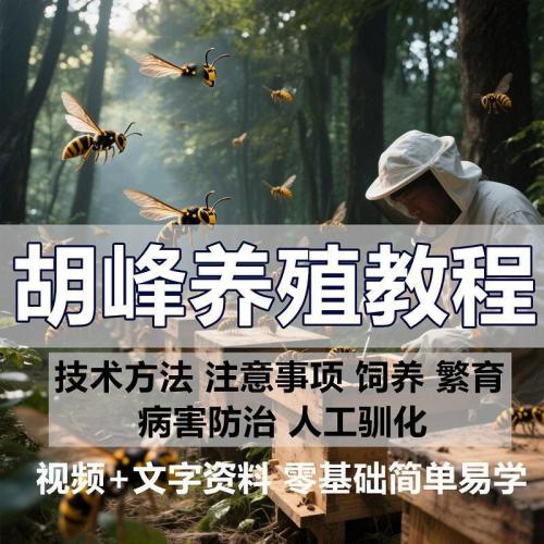 胡蜂养殖技术视频教程怎样养胡蜂资料人工饲养黑盾峰技巧方法教学